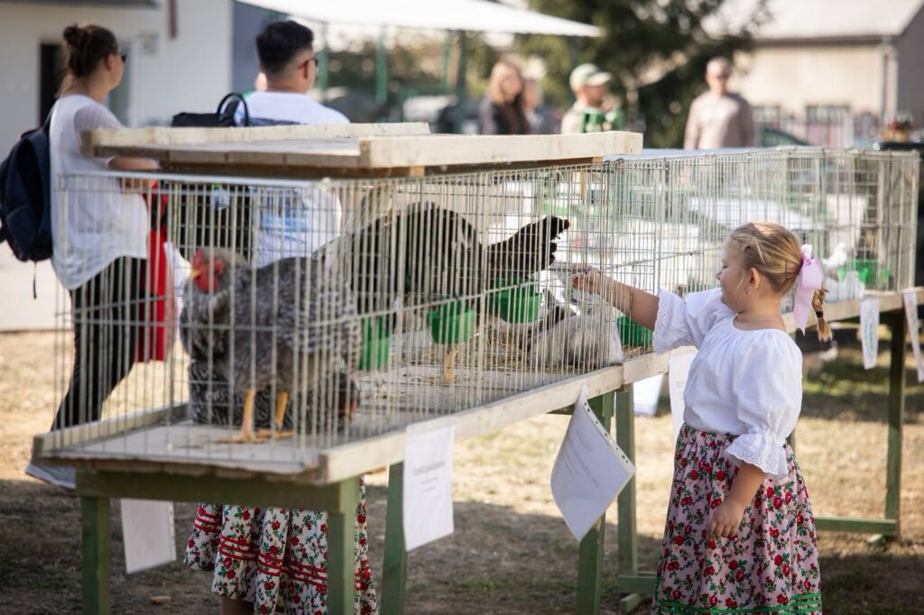 Dievčatko v kroji pri klietkach s hydinou